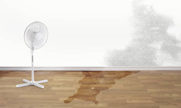 Best Ceiling water damage repair  in Woods Creek, WA